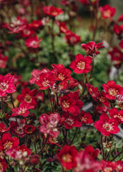 Laurus Nobilis Saxifraga touran Deep Red