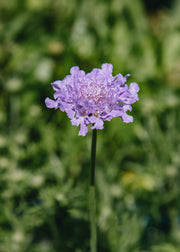 Scabious Scabiosa 'Flutter Deep Blue', 2L