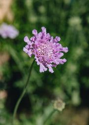 Scabious Scabiosa Flutter Rose Pink, 2/3L