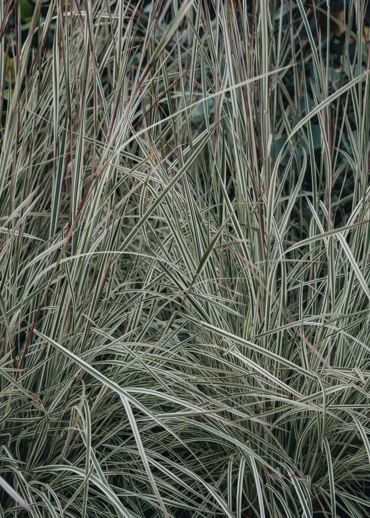 Schizachyrium scoparium Chameleon