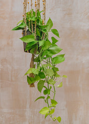 Scindapsus Golden Pothos