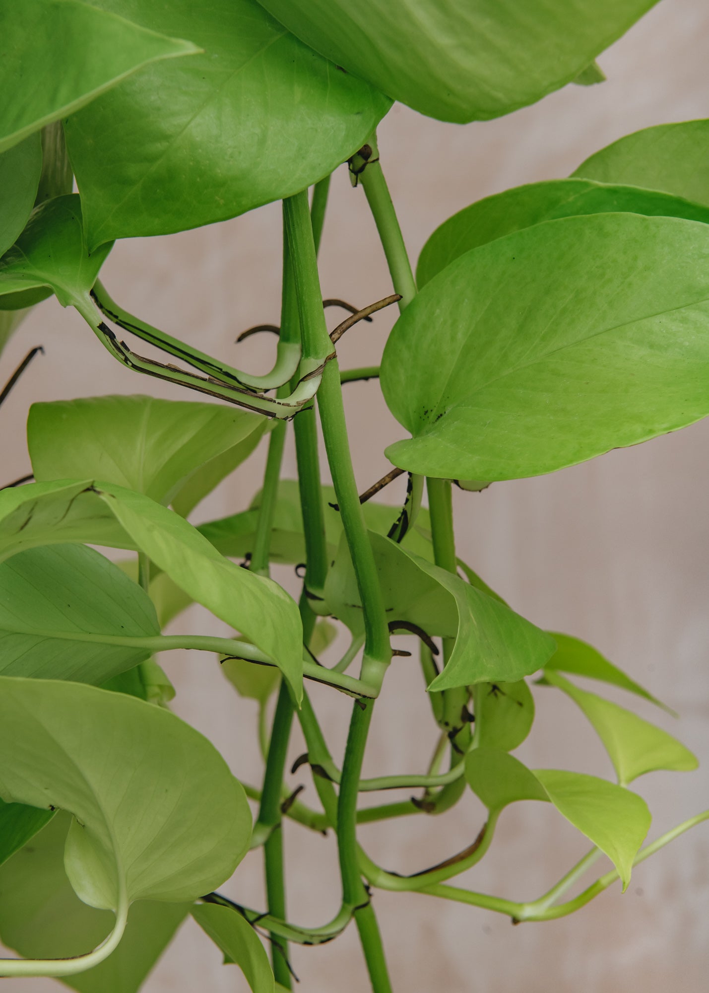 Houseplants Scindapsus Golden Pothos