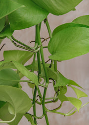 Houseplants Scindapsus Golden Pothos