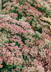 Clematis Sedum Autumn Joy 2/3L