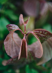 Sedum Sedum Carl