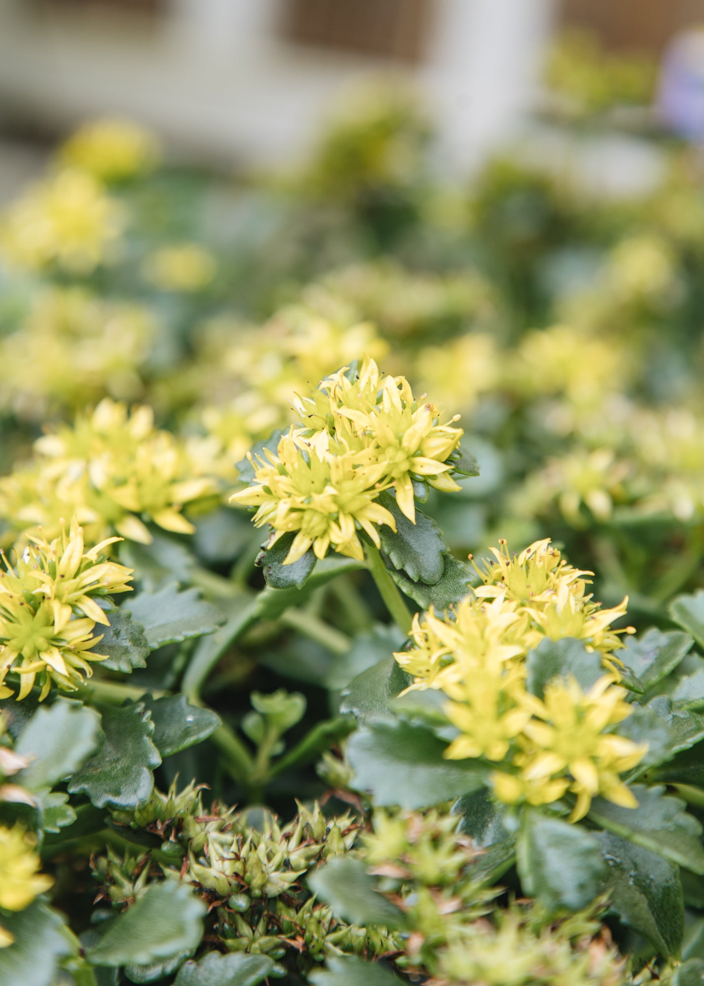 Sedum Sedum Little Miss Sunshine, 2/3L 
