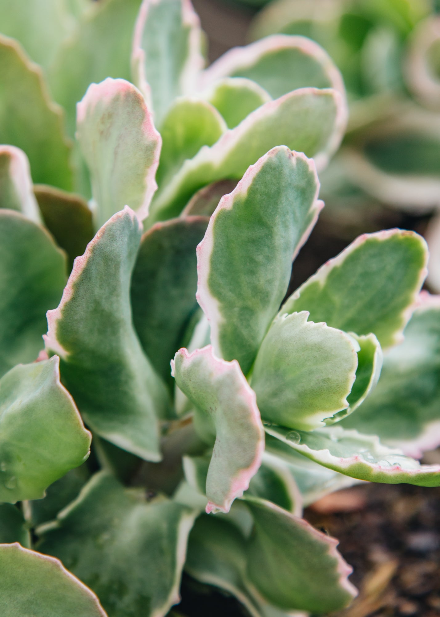 Sedum Sedum Pina Colada, 2/3L 