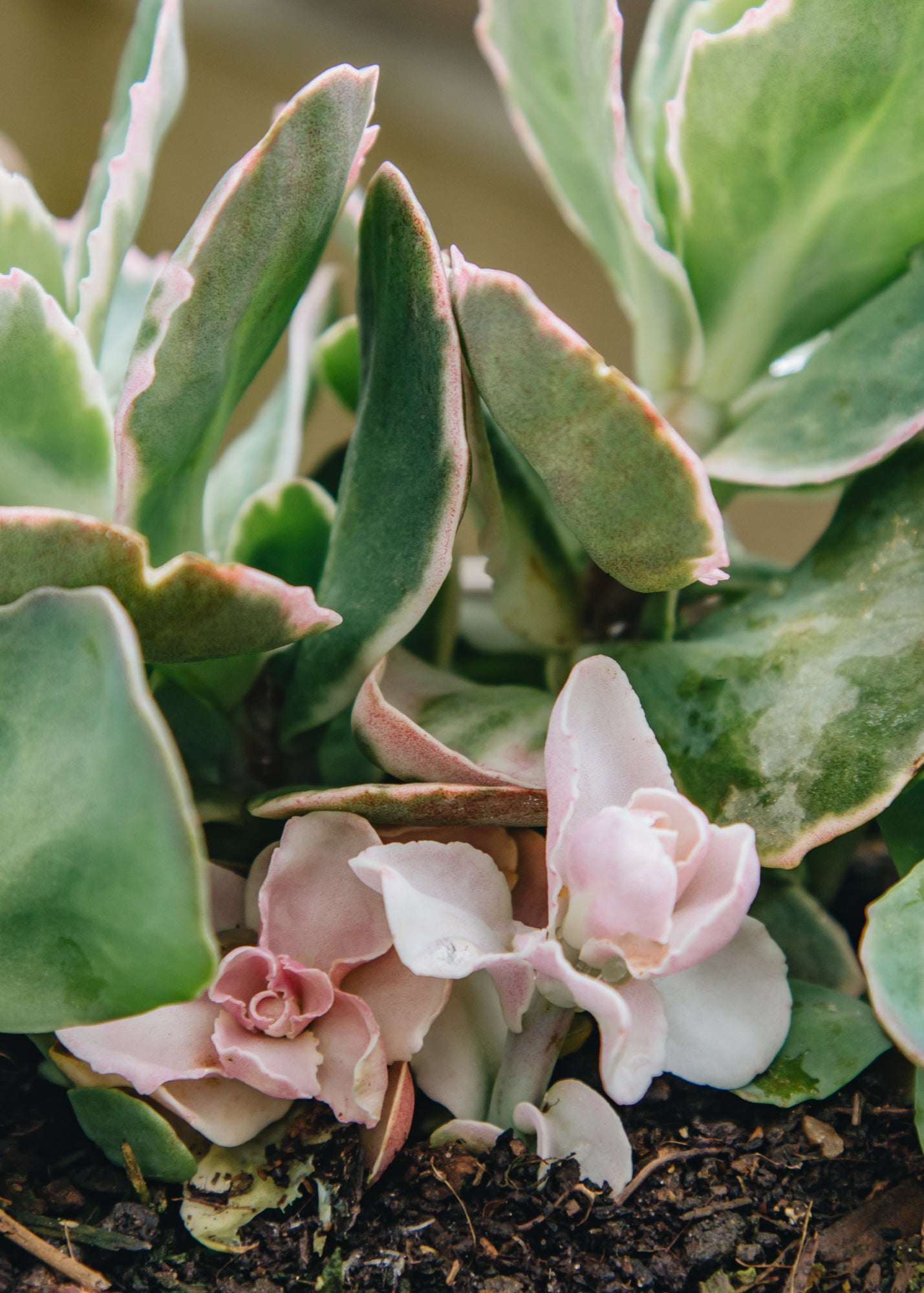 Sedum Sedum Pina Colada, 2/3L 