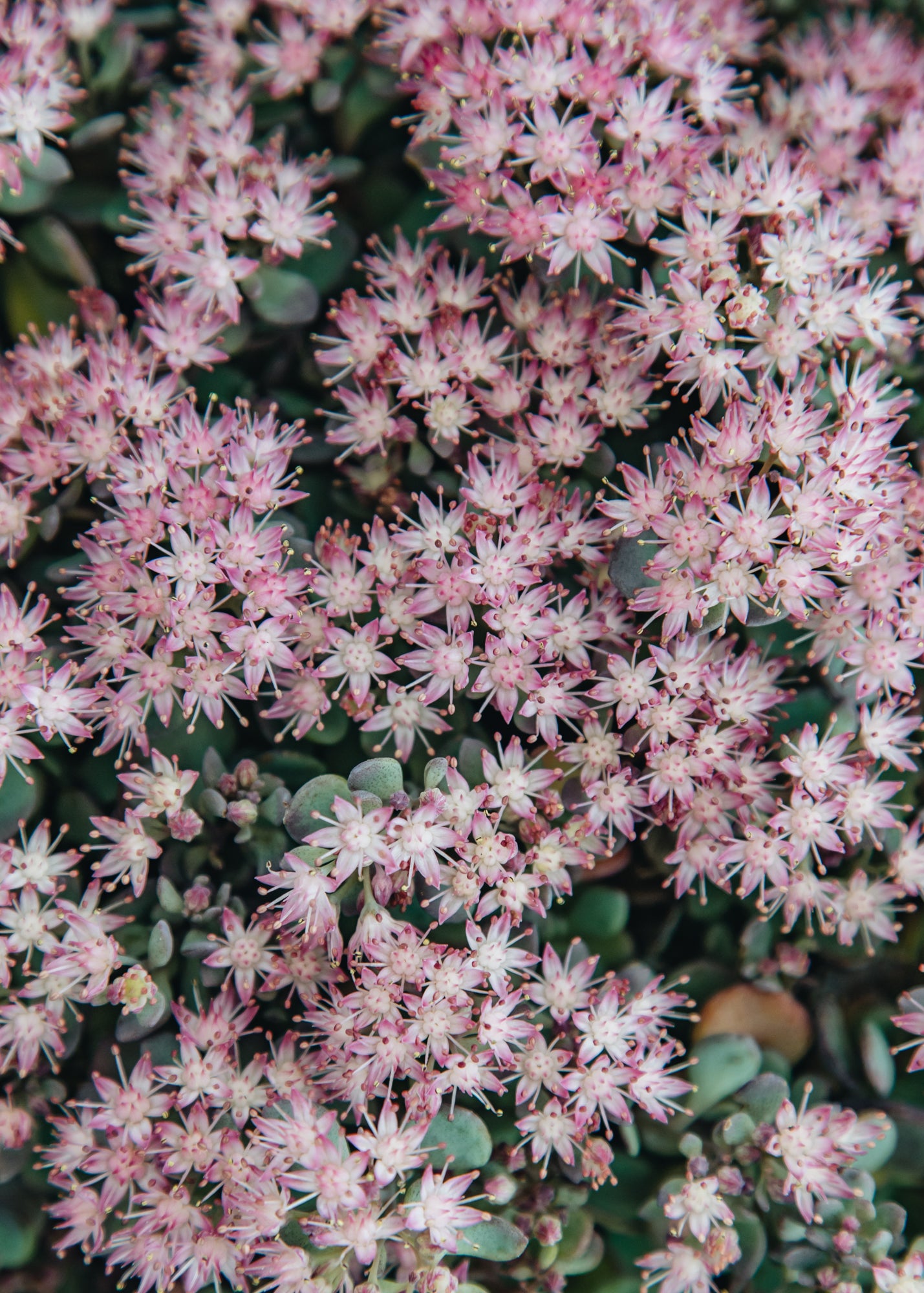 Sedum Rose Carpet, 2/3L