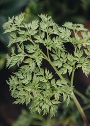 Anemone Selinum wallichianum, 4L