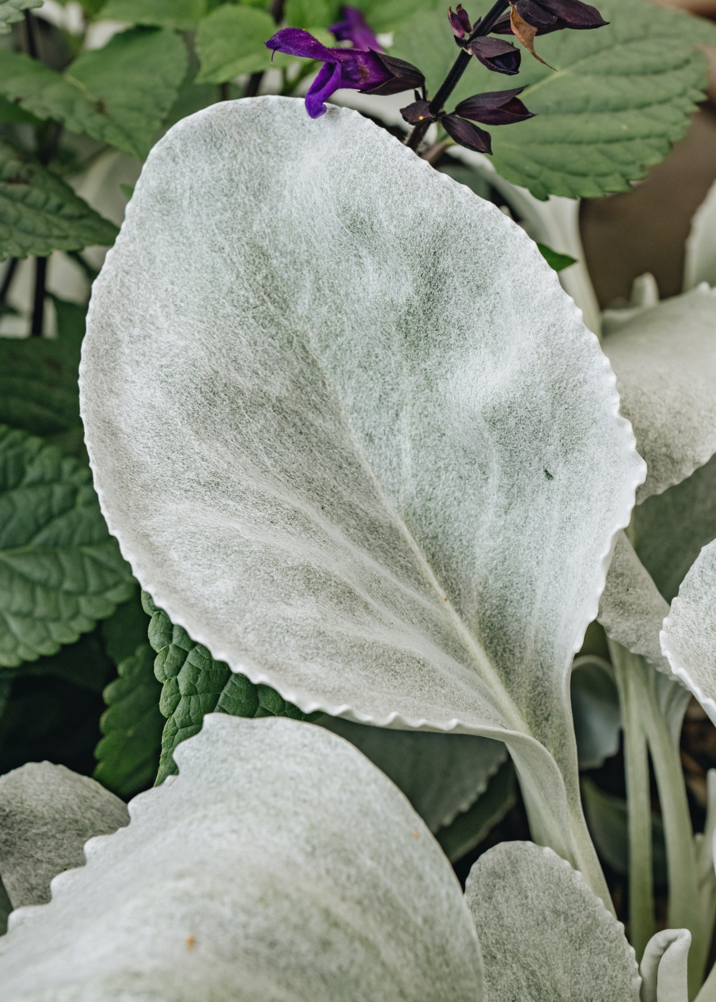 Laurus Nobilis Senecio Angel's Wings 3L