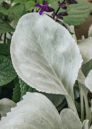 Laurus Nobilis Senecio Angel's Wings 3L
