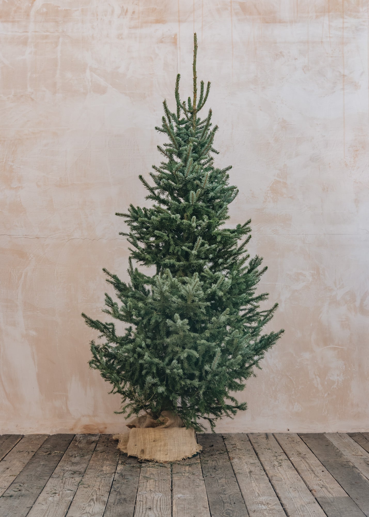 Christmas Trees Omorika (Serbian Spruce) Cut Christmas Tree, 5ft-6ft