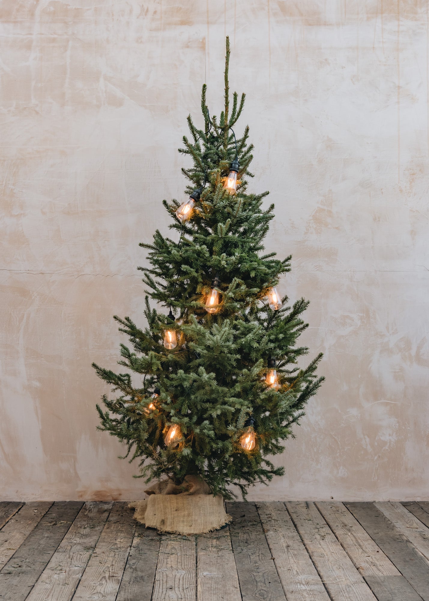 Omorika (Serbian Spruce) Cut Christmas Tree, 5ft-6ft