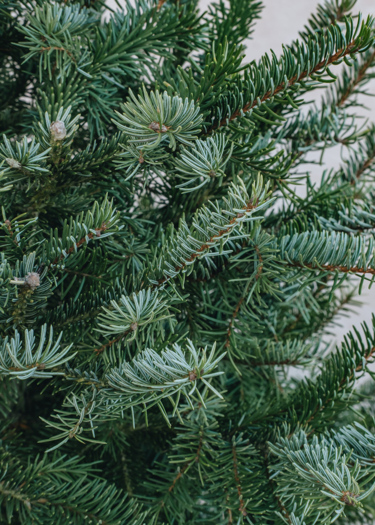 Christmas Trees Omorika (Serbian Spruce) Cut Christmas Tree, 5ft-6ft