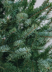 Christmas Trees Omorika (Serbian Spruce) Cut Christmas Tree, 5ft-6ft