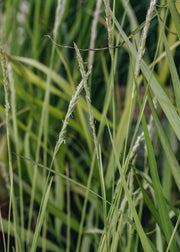 Selseria Autumn Moor Grass