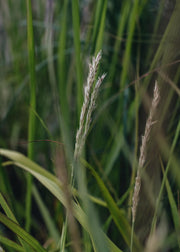 Selseria Autumn Moor Grass