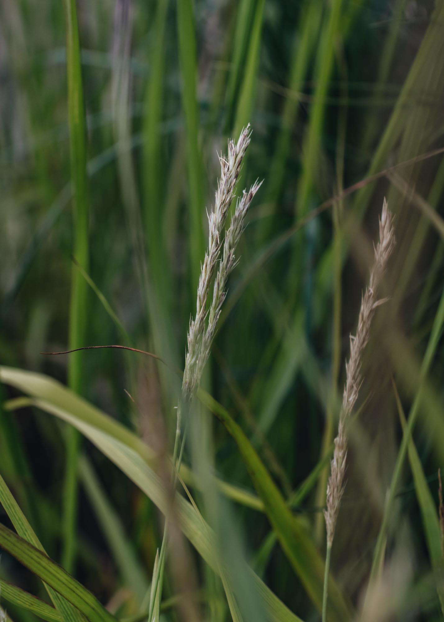 Selseria Selseria Autumn Moor Grass