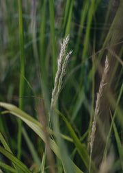 Selseria Selseria Autumn Moor Grass