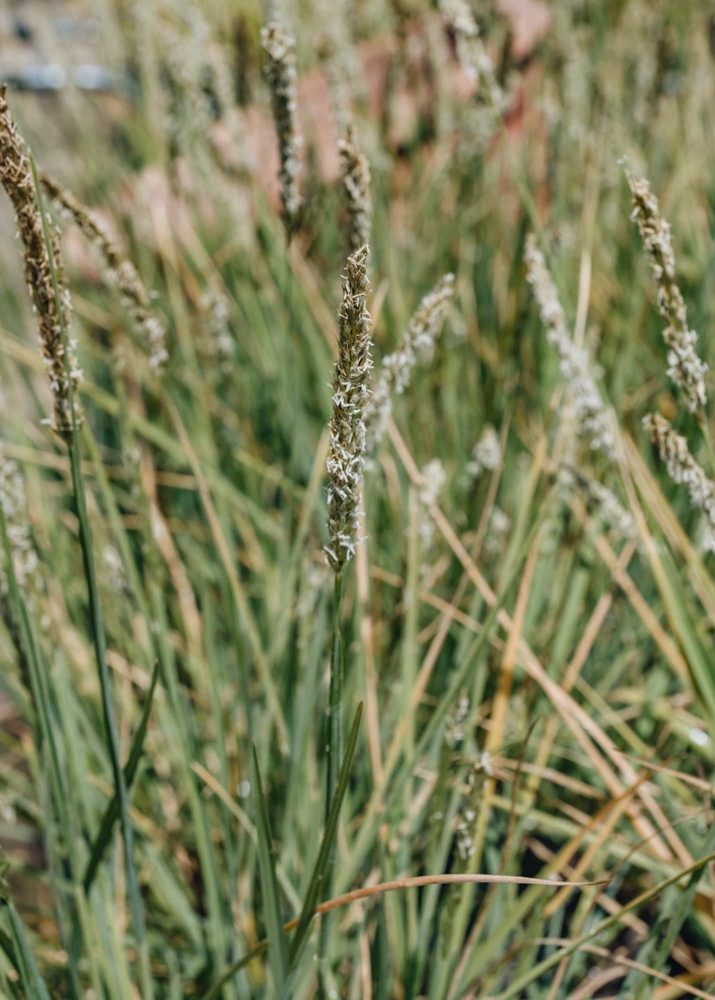 Sesleria Summer Skies 3L