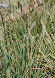 Sesleria Summer Skies 3L