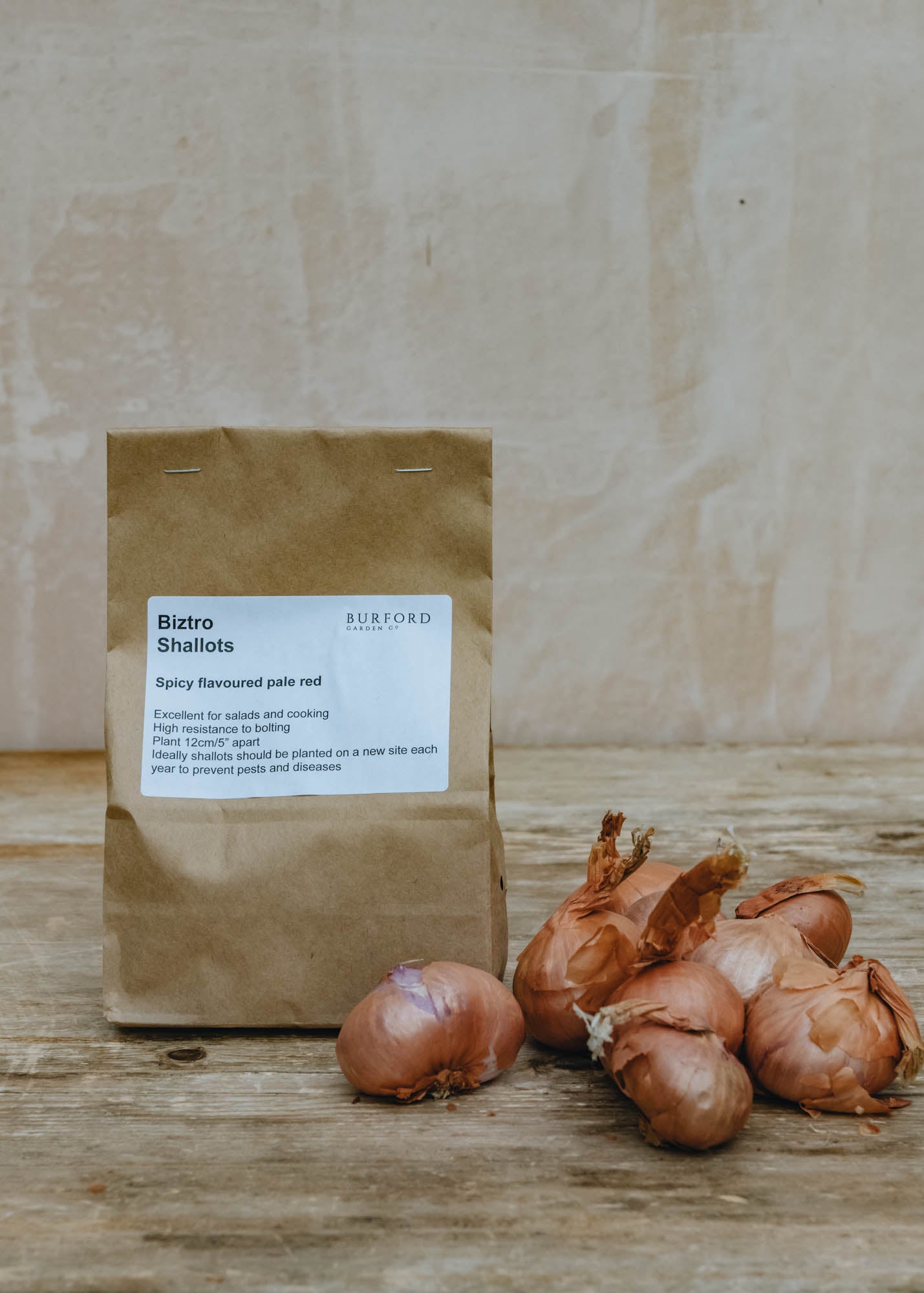 Shallot 'Biztro', pack of 10 sets