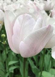 Taylors Bulbs Tulipa 'Silver Cloud' Bulbs