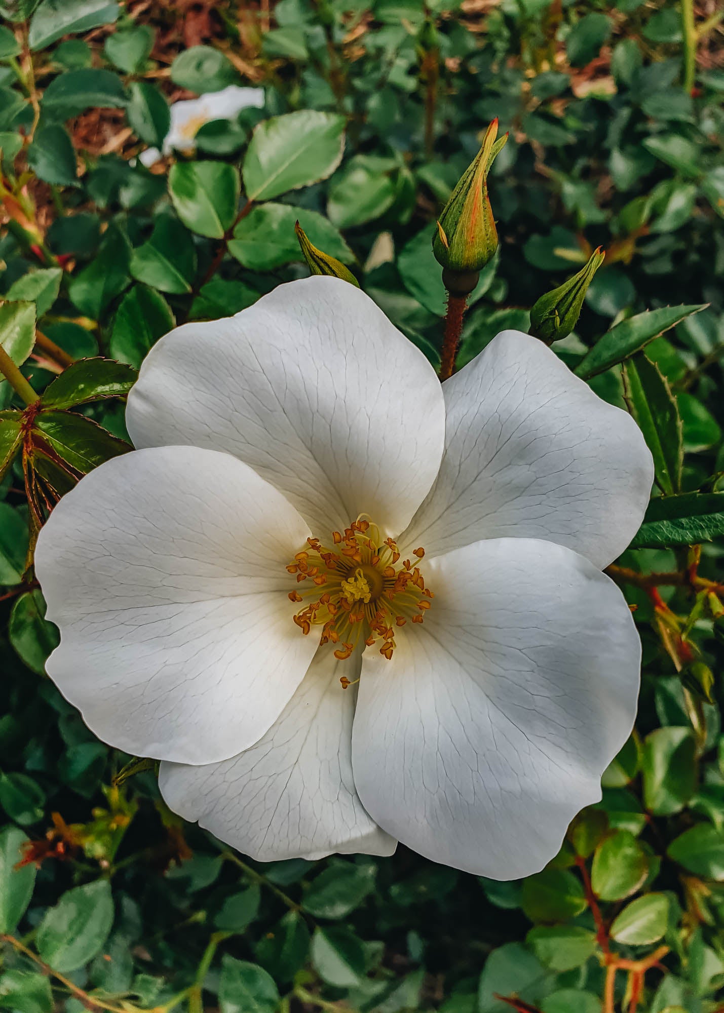 Roses Rosa Silver Ghost