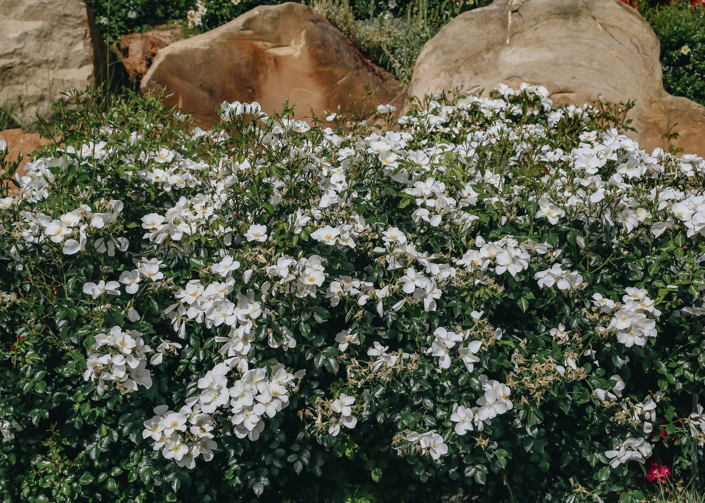 Rosa Silver Ghost