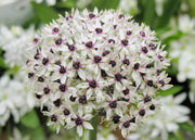 Taylors Bulbs Allium 'Basalticum Silver Spring' Bulbs, pack of three