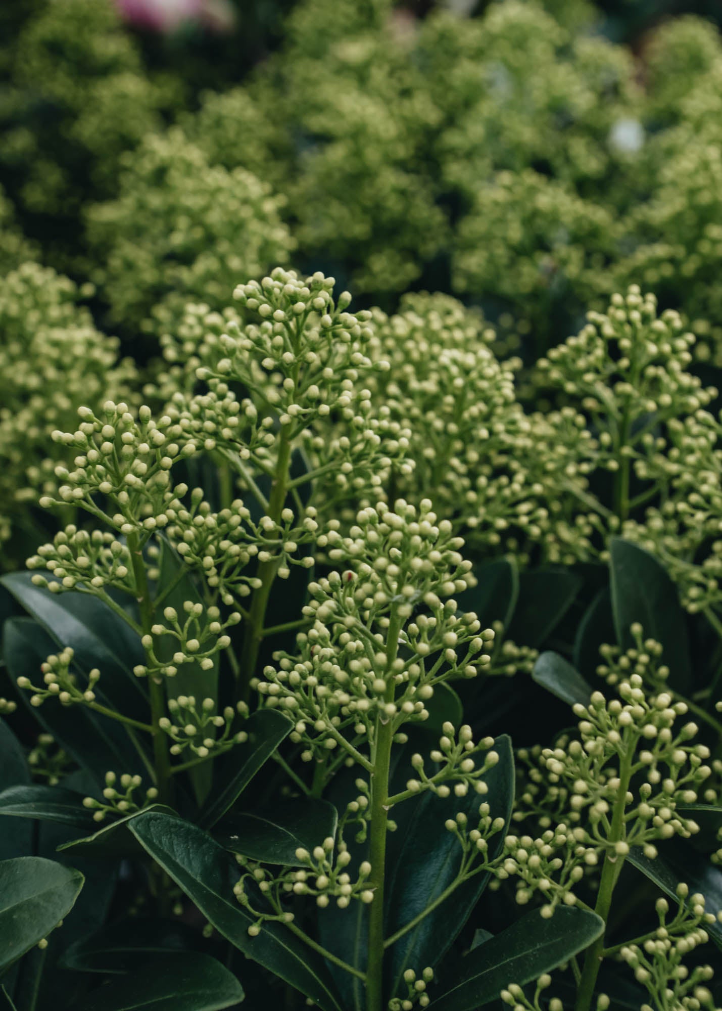 Skimmia Skimmia japonica Finchy