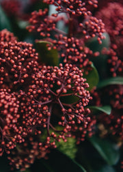 Skimmia japonica Rubella (male)