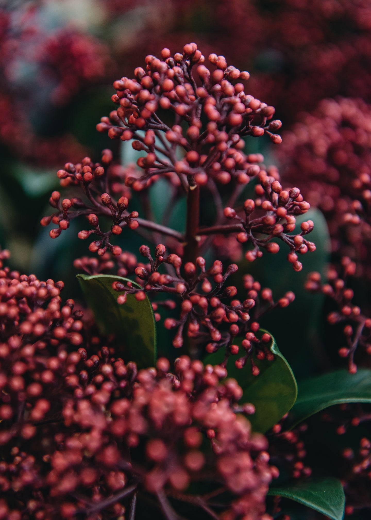 Skimmia Skimmia japonica Rubella (male)