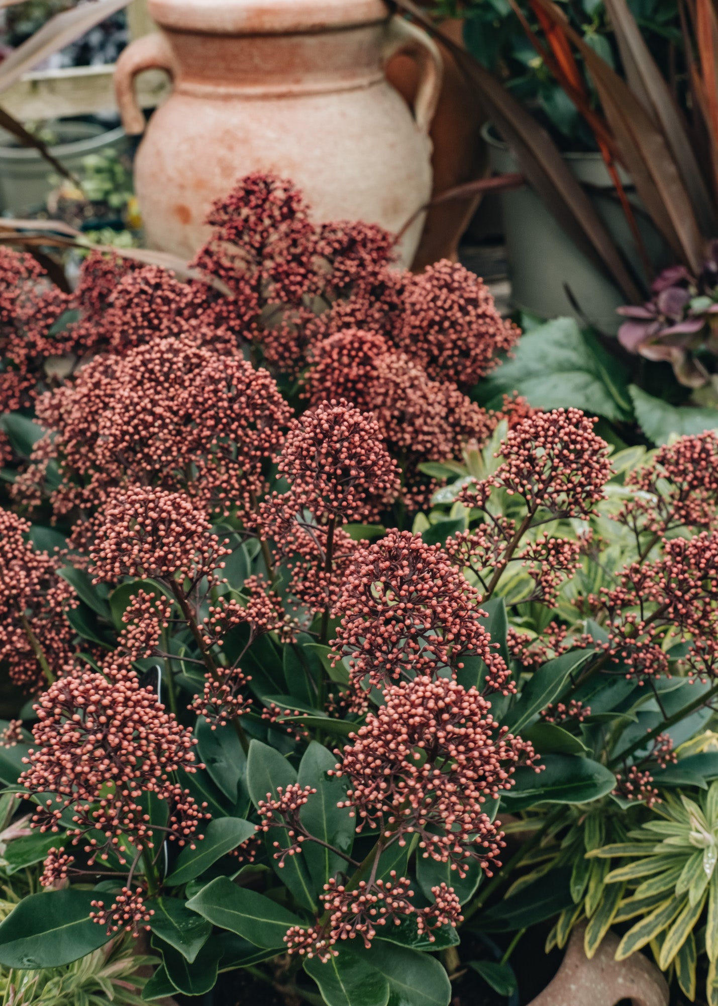 Skimmia japonica Exstase, 2L