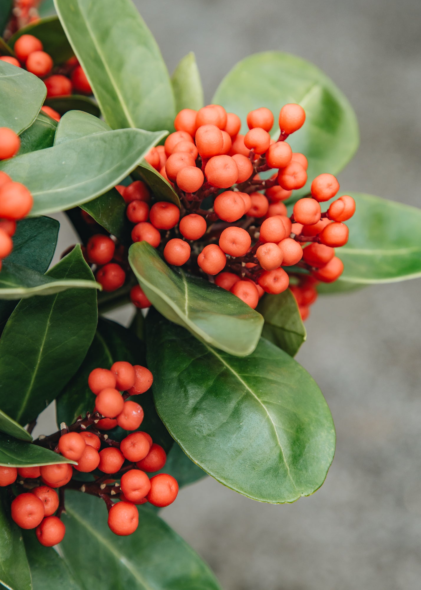 Skimmia Skimmia japonica Obsession, 3L