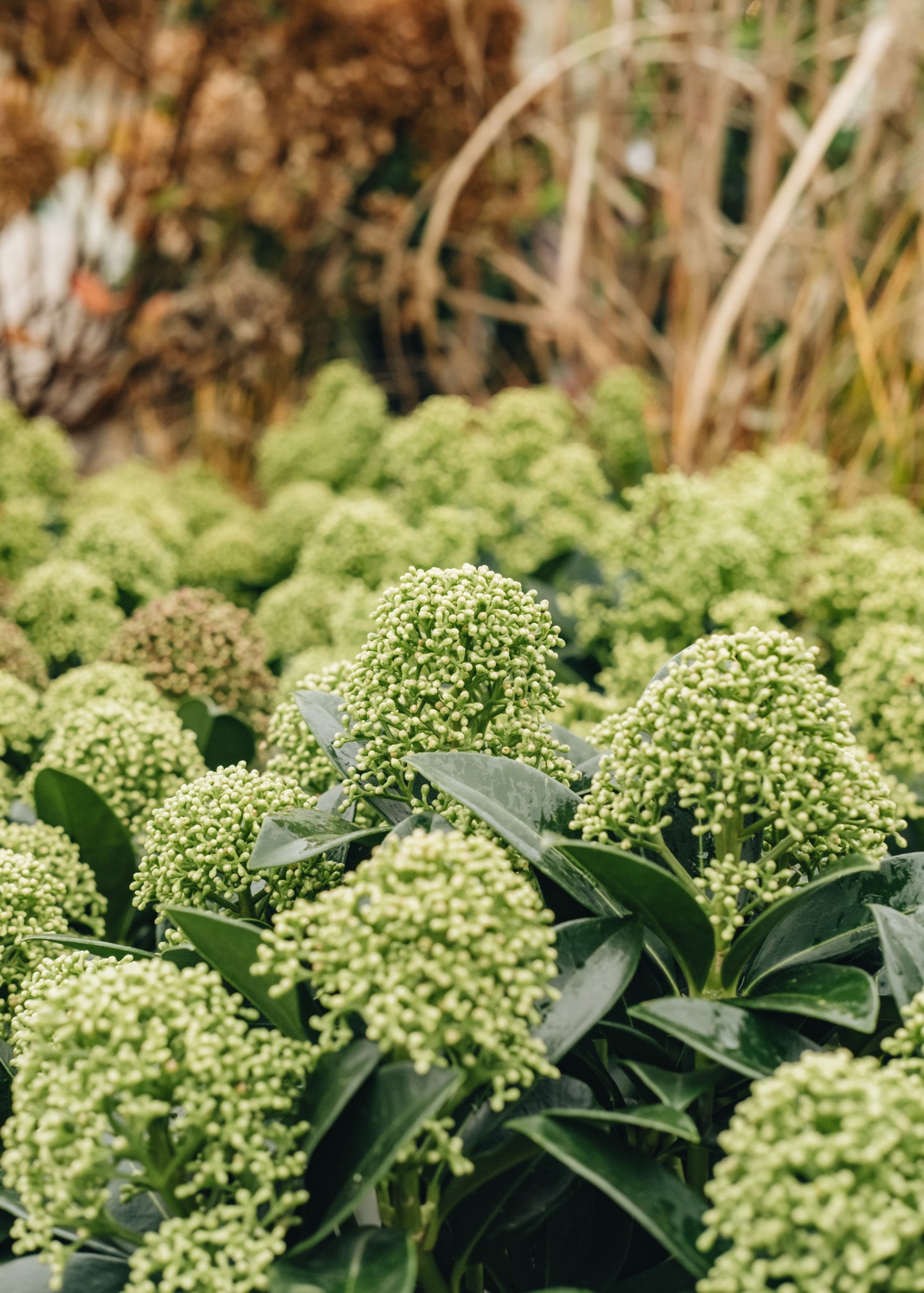 Skimmia japonica White Globe, 2L