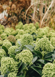Skimmia japonica White Globe, 2L