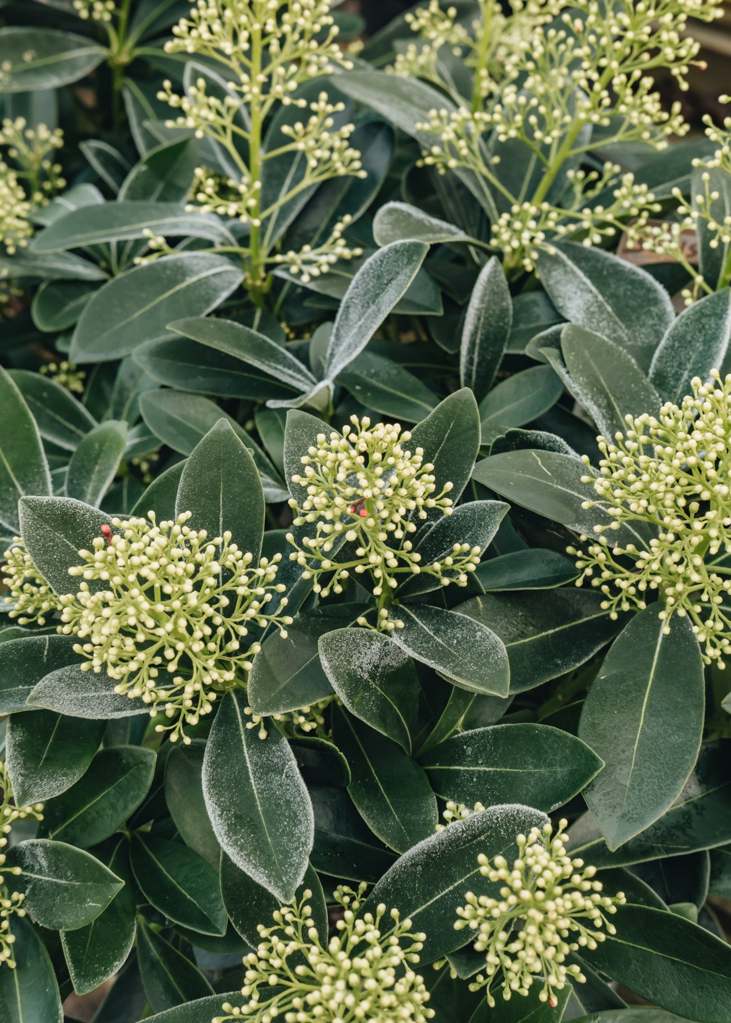 Laurus Nobilis Skimmia japonica Finchy
