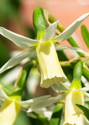 Taylors Bulbs Narcissus 'Snipe' Bulbs