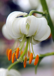 Taylors Bulbs Lilium 'Snowy Morning' Bulbs, pack of three