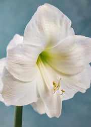 Amaryllis Snow Queen Bulb
