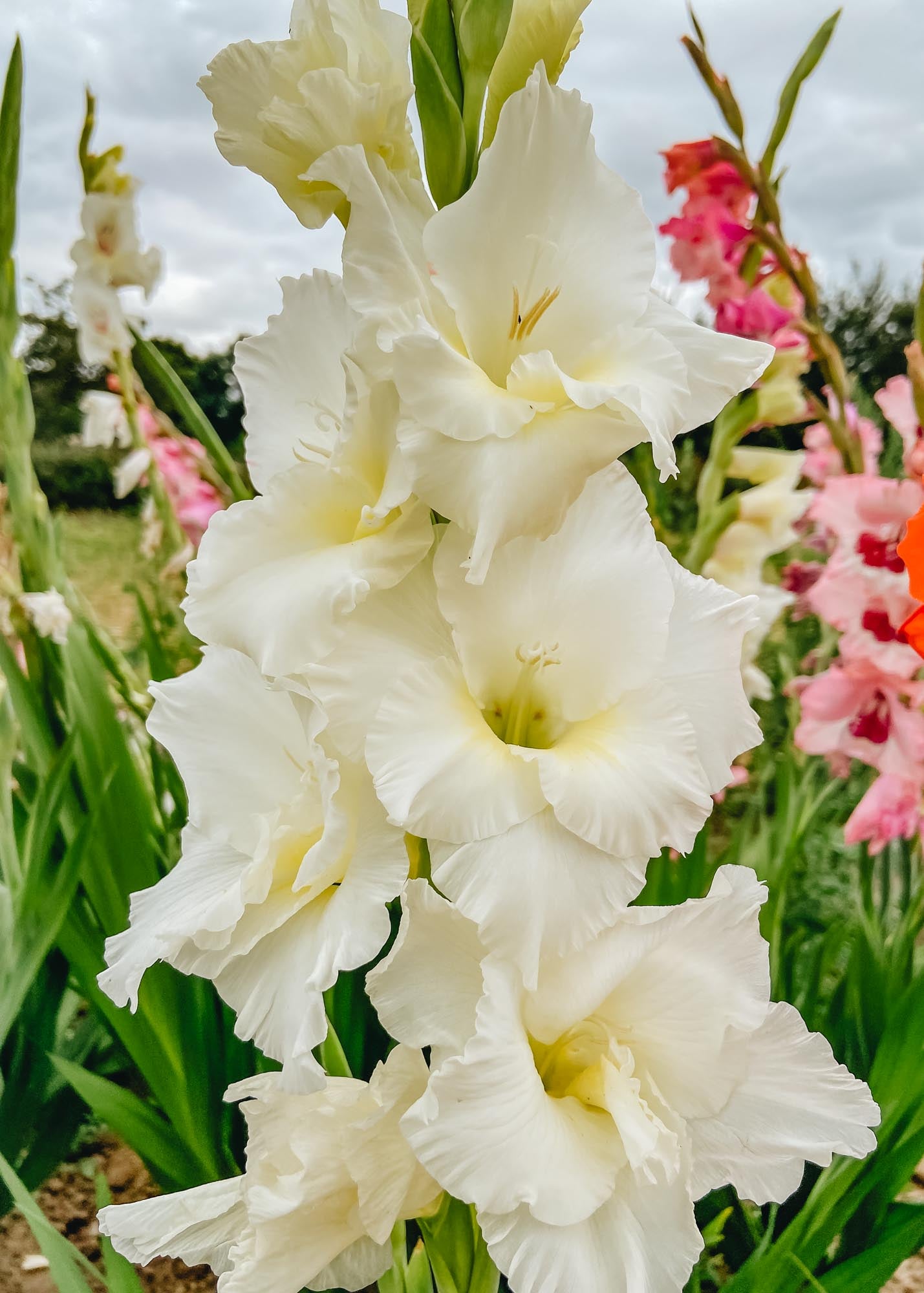 Taylors Bulbs Gladiolus 'Snowboard', pack of 15 corms