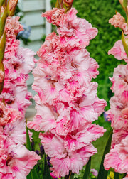 Gladiolus 'Soft Innocence', pack of 15 corms
