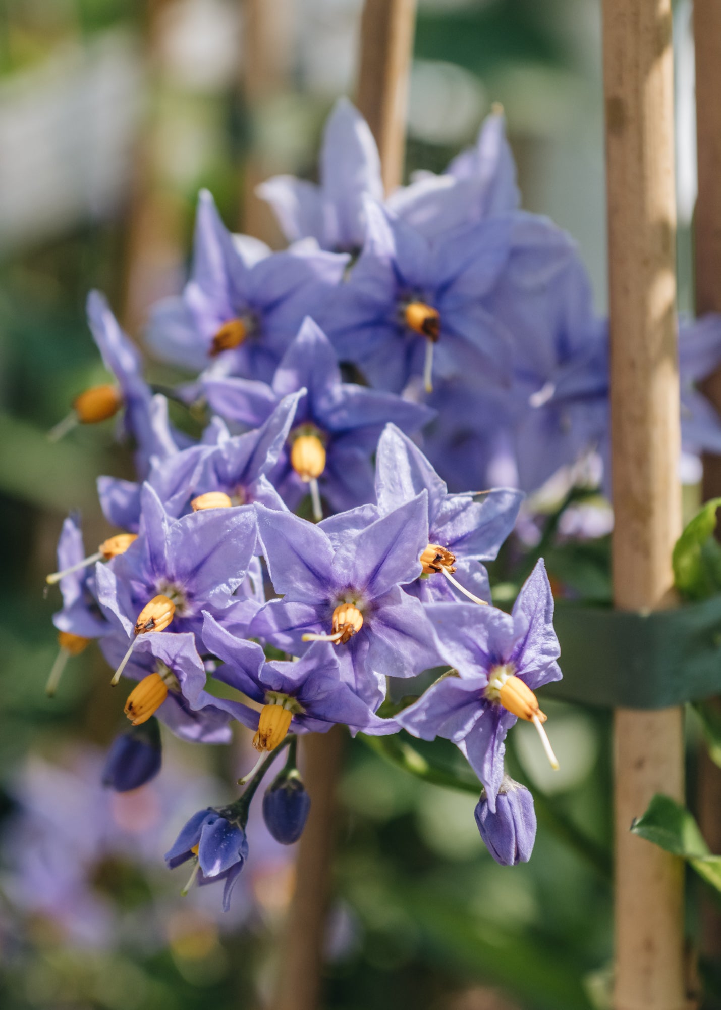 Solanum crispum Glasnevin