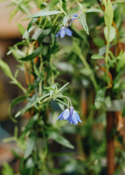 Sollya Sollya Heterophylla Ultra Blue, 3L 