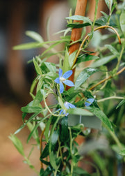 Sollya Heterophylla Ultra Blue, 3L 