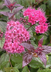 Forsythia Spiraea ‘Walberton’s Plum Carpet’, 2L