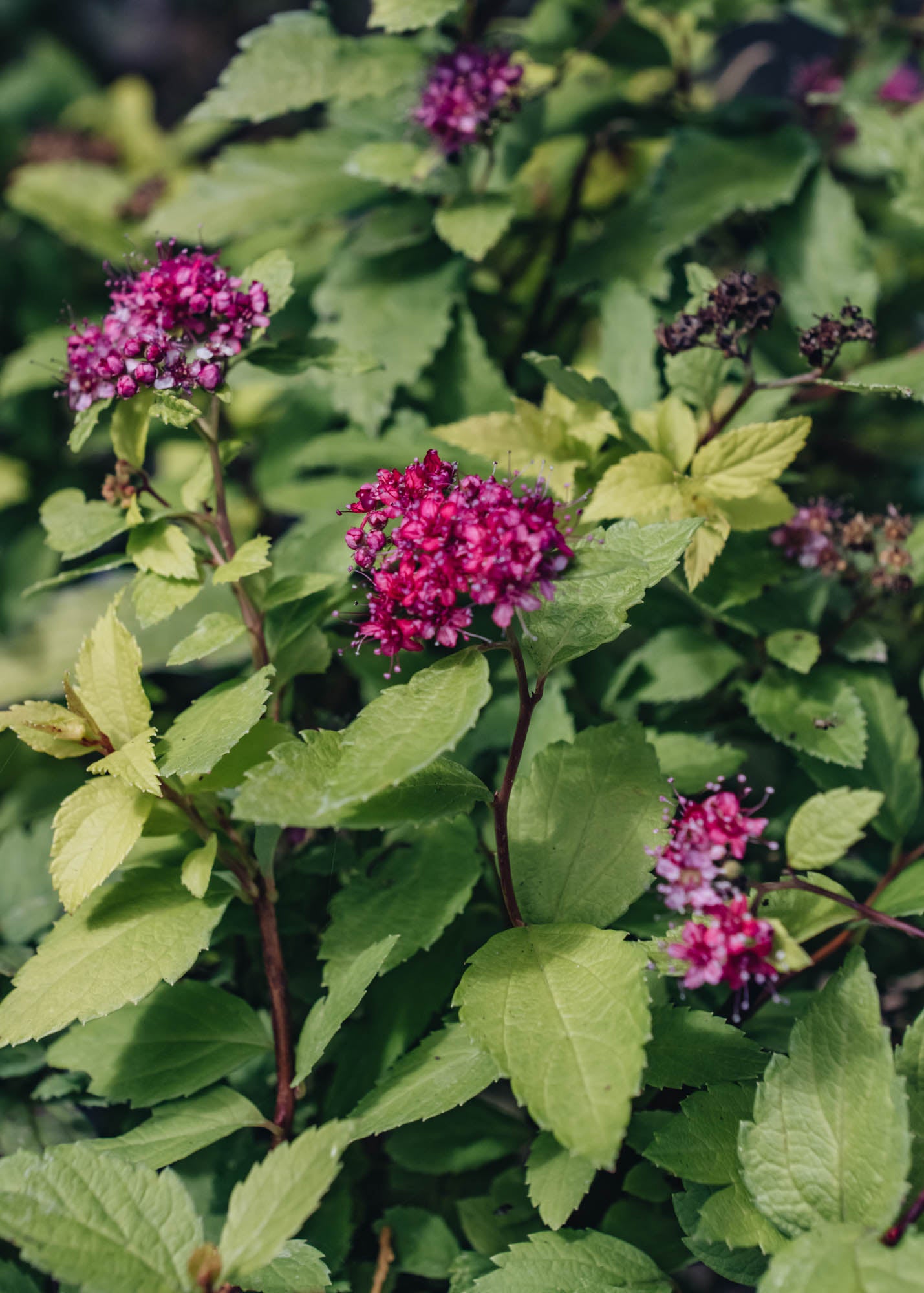 Spiraea Double Play Artist