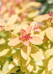 Bordallo Pinheiro Spiraea Double Play Big Bang, 2L